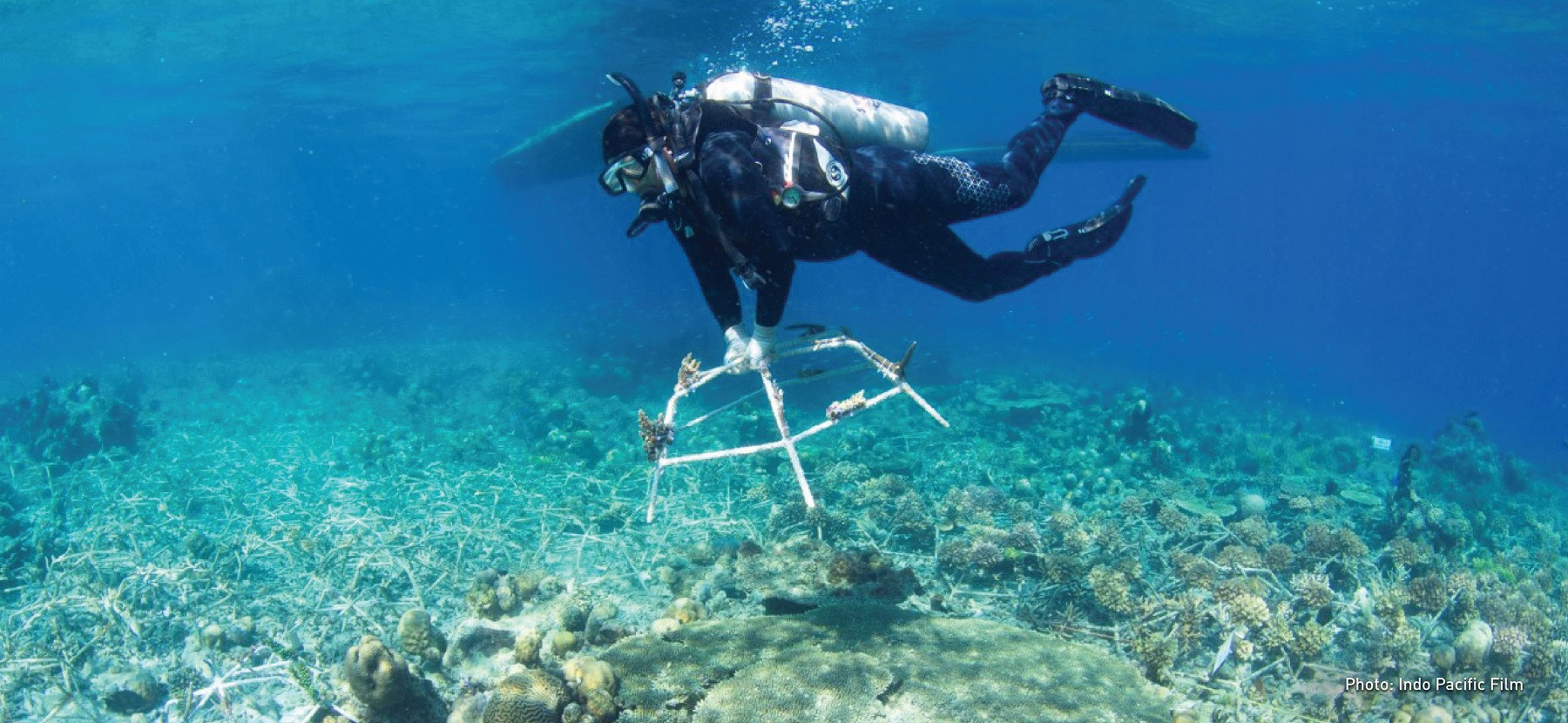 Coral Restoration
